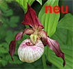 Cypripedium Maria Cypripedium Maria