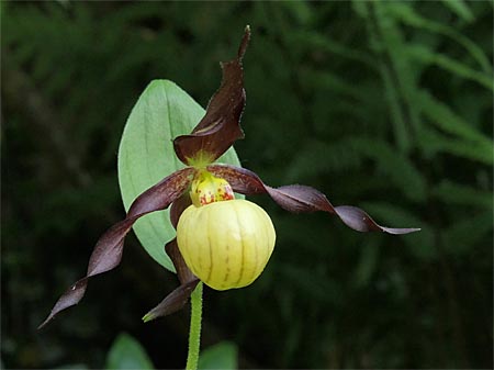 Cypripedium 'Frosch's Cutie', Blüte