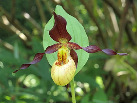 Cypripedium 'Frosch's Cutie', Blüte