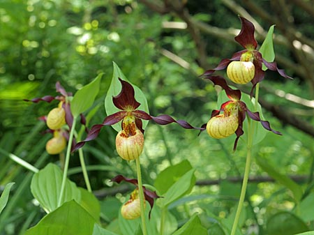 Cypripedium 'Frosch's Cutie', Gruppe