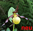 Cypripedium 'Frosch's Cutie'