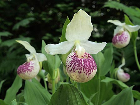 Cypripedium 'Frosch's Ulla Freckles', flower Cypripedium 'Frosch's Ulla Freckles', flower