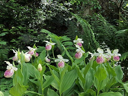 Cypripedium 'Frosch's Ulla Freckles', group Cypripedium 'Frosch's Ulla Freckles', group