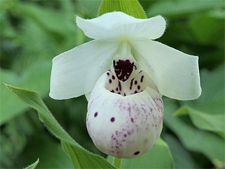 Cypripedium 'Frosch's Ulla Spots', Blüte Cypripedium 'Frosch's Ulla Spots', Blüte