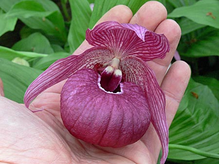 Cypripedium John Haggar, flower