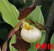 Cypripedium Karl Heinz