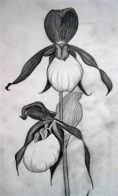 Unsertattoos  Lady slipper Orchid Ilustración Original  Facebook