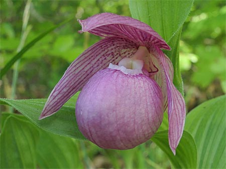 Cypripedium Beate