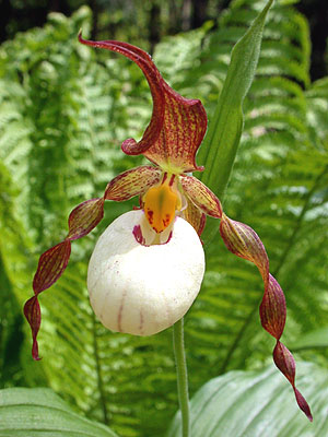 Cypripedium Ingrid, Blüte