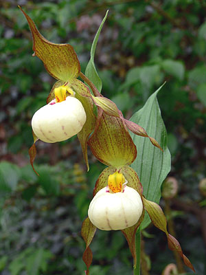 Cypripedium Ingrid, Doppelblüte