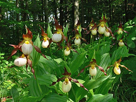 Cypripedium Ingrid, Horst