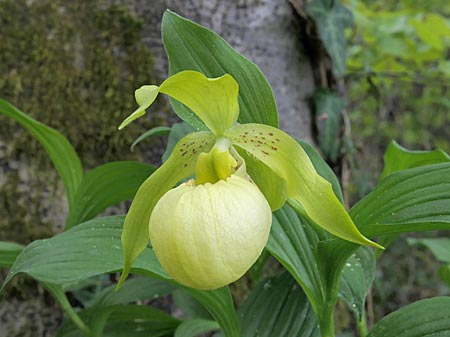 Cypripedium Marita, flower