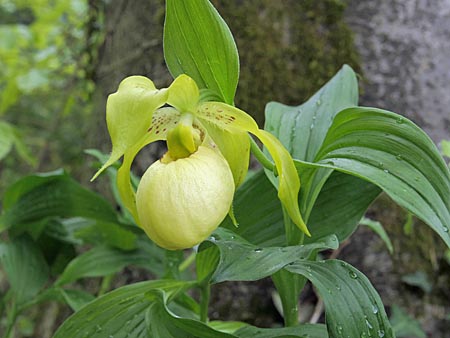 Cypripedium Marita, Blüte